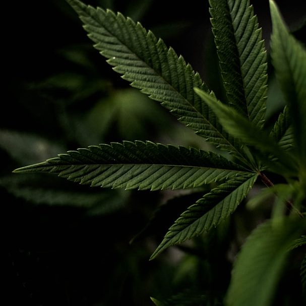 cannabis-social-club-karlsruhe-mitgliedschaft.webp cannabis-social-club-karlsruhe-mitgliedschaft.webp